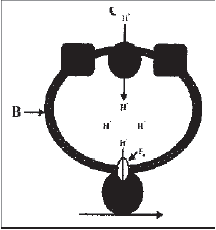 NEET Biology Photosynthesis MCQs Set B; Multiple Choice Questions for